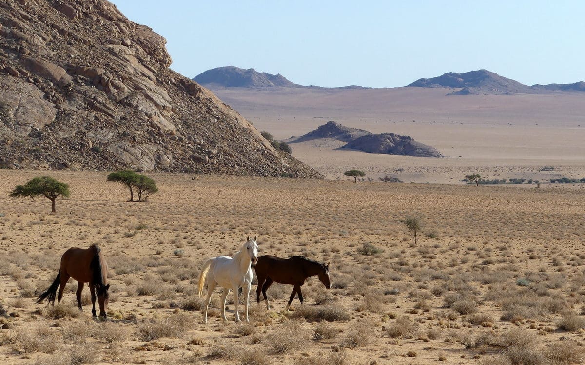 P1040093 namibia horses