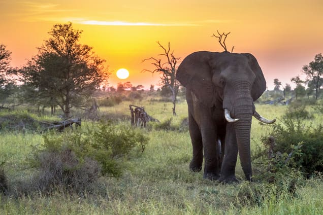Kruger Park Elephant