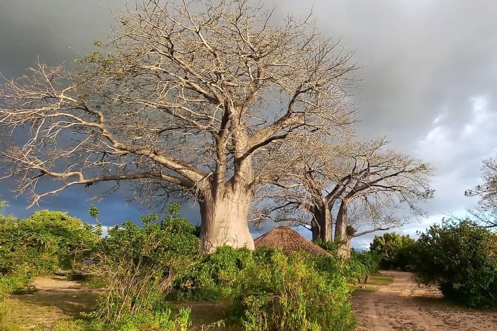 malawi1 liwonde