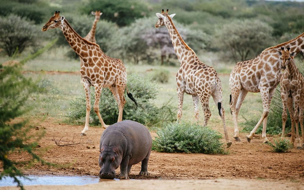 erindi-namibia-wildlife-19