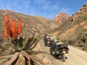 swartberg pass aloe