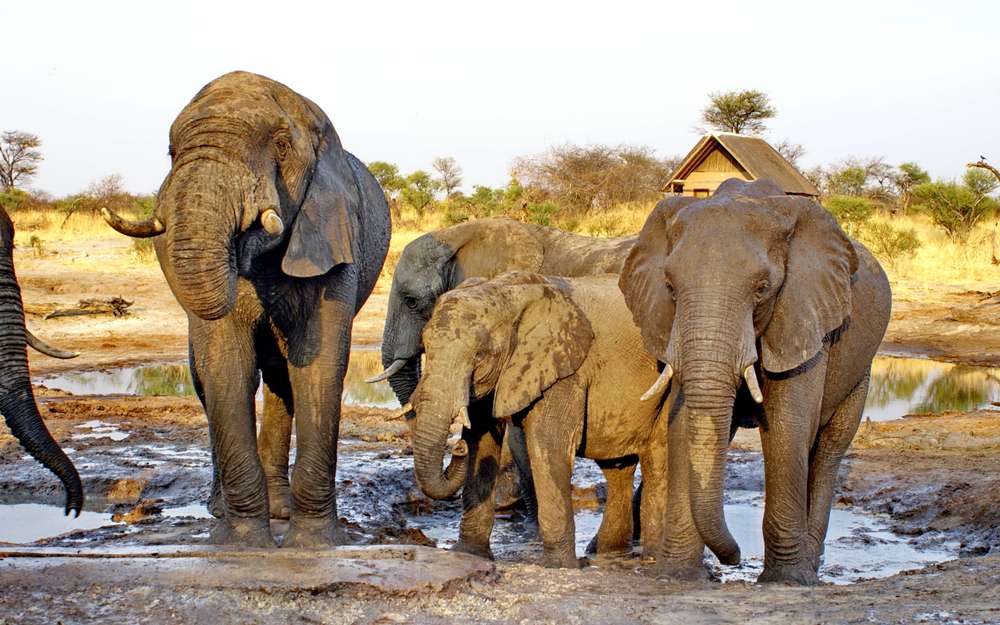 elephants botswana