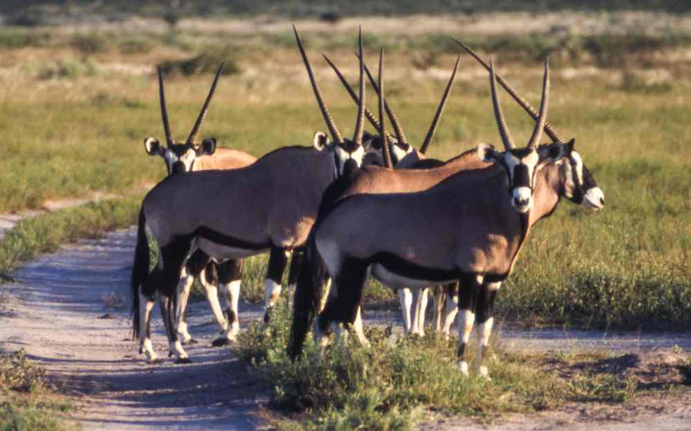 gemsbok ghanzi