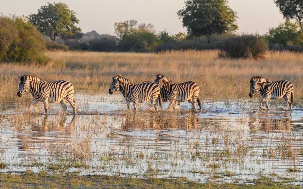 okavango zebra