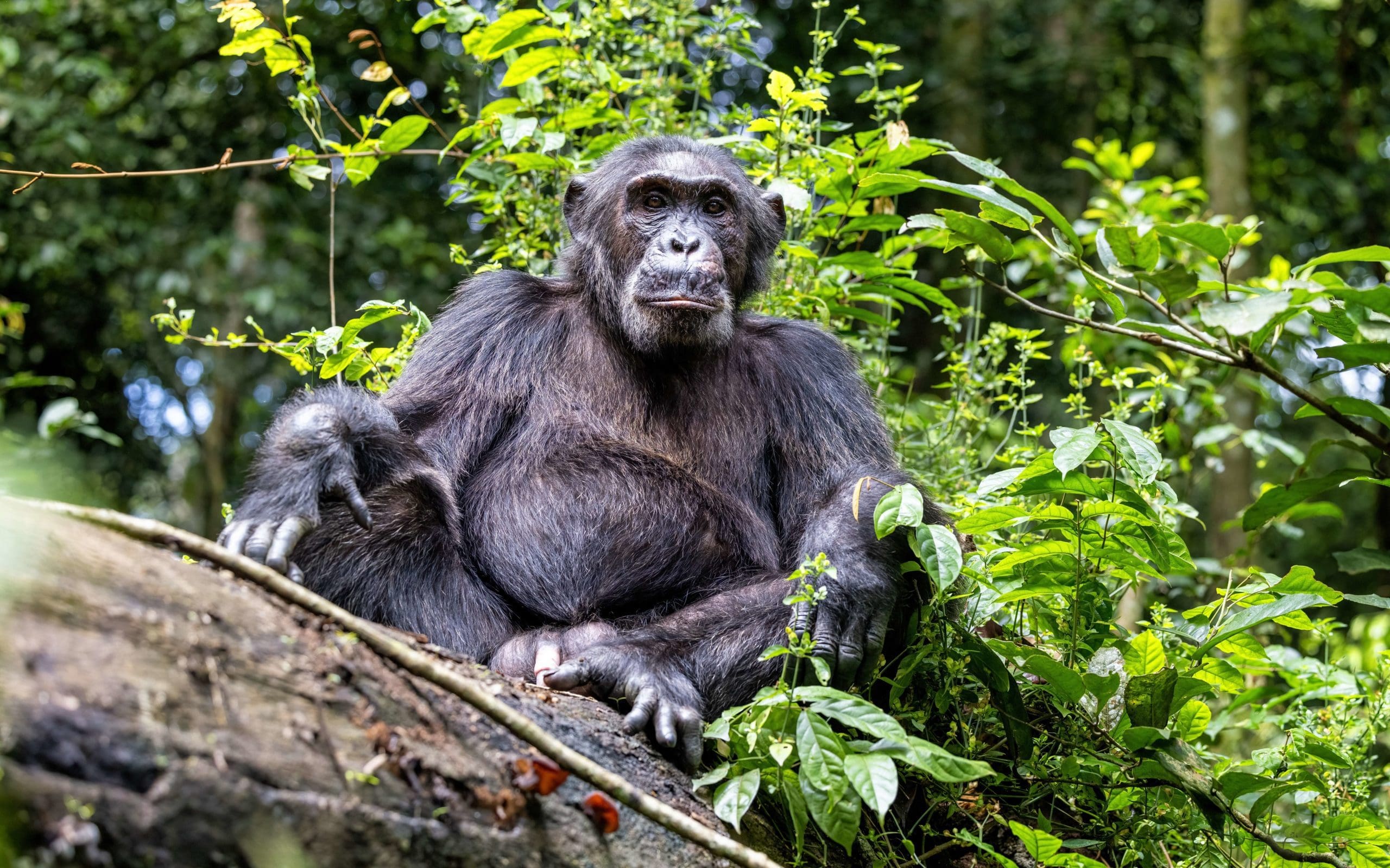 kibale park chimp