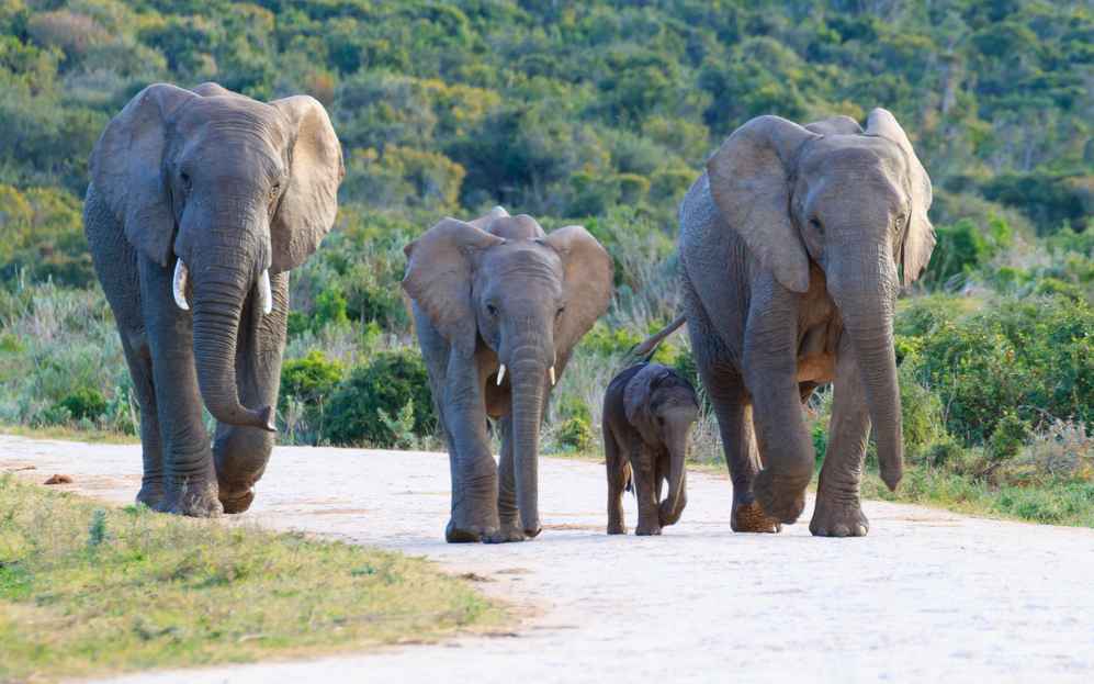 addo elephants