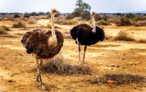 oudtshoorn ostrich