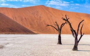 deadvlei trees namibia