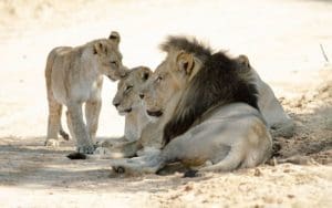 erindi-namibia-wildlife-104