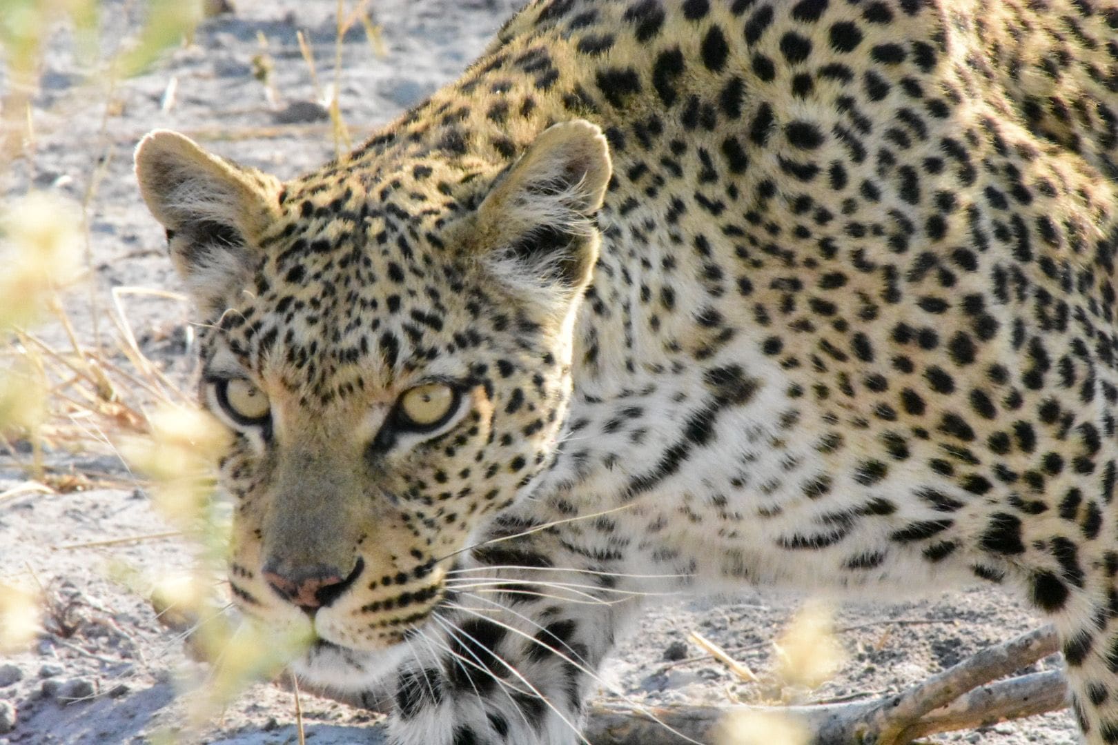 leopard-botswana-okavango-sep-23